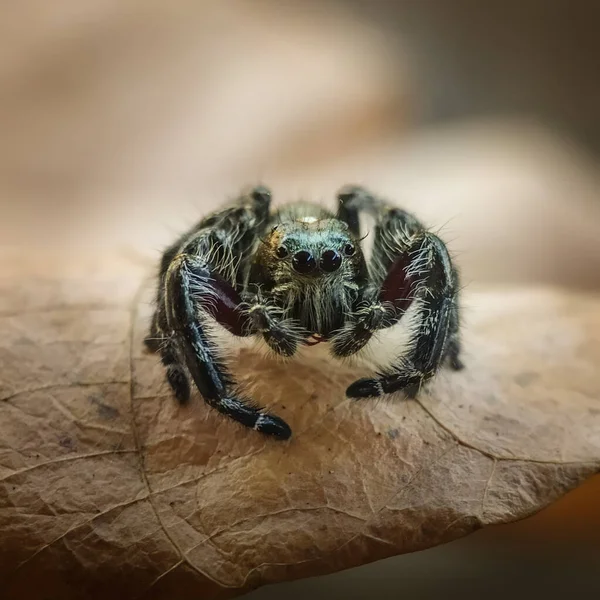 Preto Phidippus Diardi Macho — Fotografia de Stock