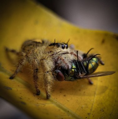 Hllus Diardi sineği yiyor.
