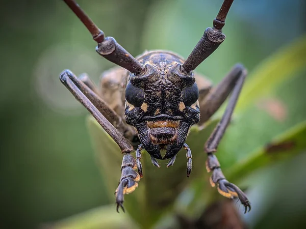 Der Kopf Von Grasshoper Insekt Makrofotografie — Stockfoto