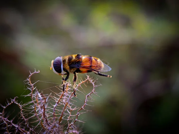 Superschattige Honingbij Apis Mellifera Zittend Een Foto Van Een Bladsteel — Stockfoto