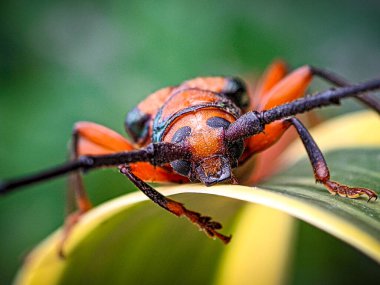 Yeşil yaprağın üzerinde Kırmızı Böcek