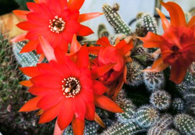 Güzel açan çöl kaktüsü çiçeği