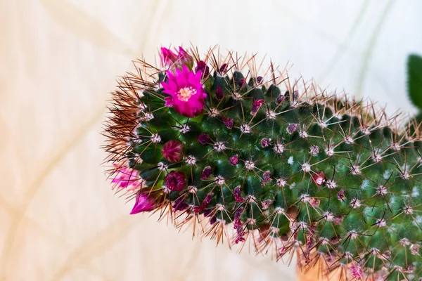 Różowe kwiaty kaktusa i białe kolce kaktusa na zielonym tle kaktusa, Mammillaria compressa, Matka setek, zbliżenie — Zdjęcie stockowe