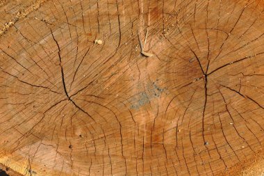 Ağaç kütüğü devrilmiş. Yıllık halkaları olan gövdenin bir bölümü.