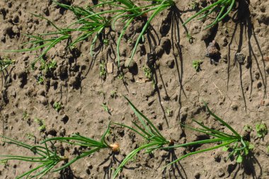 Sebze bahçesindeki tarımda soğan çiftliği