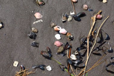 Yaz arkaplanı. Kumdaki deniz kabukları