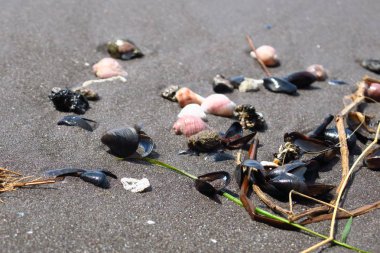 Yaz arkaplanı. Kumdaki deniz kabukları