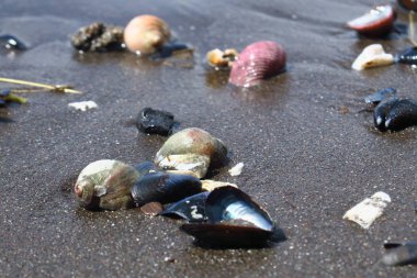 Yaz arkaplanı. Kumdaki deniz kabukları