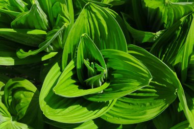 soyut yeşil yaprak dokusu, doğa arkaplanı, tropikal yaprak