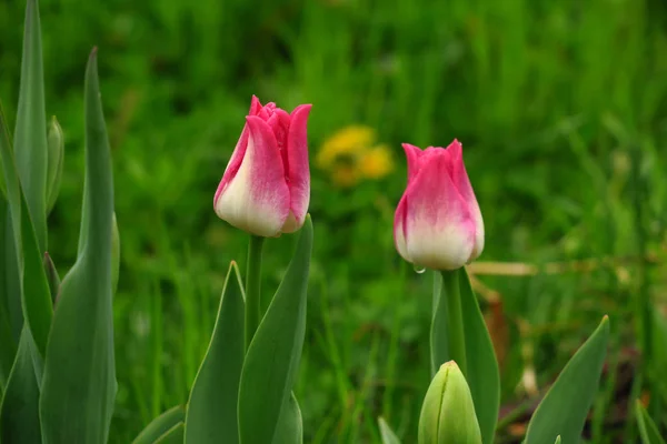 Des tulipes roses fleurissent dans le jardin — Photo