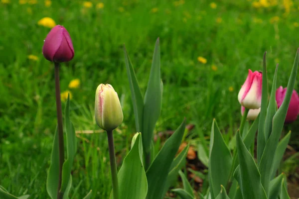 Des tulipes roses fleurissent dans le jardin — Photo