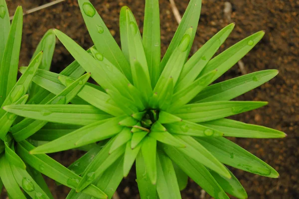 Lírio bonito folhas verdes fundo. Lilium longiflorum flores no jardim . — Fotografia de Stock