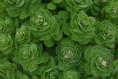 Tropik yapraklar bitki çalıları çiçek aranjmanı beyaz arka planda izole edilmiş, kırpma yolu dahil.