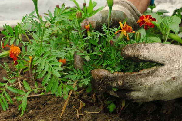 Imagem de mãos masculinas transplantando planta jovem — Fotografia de Stock