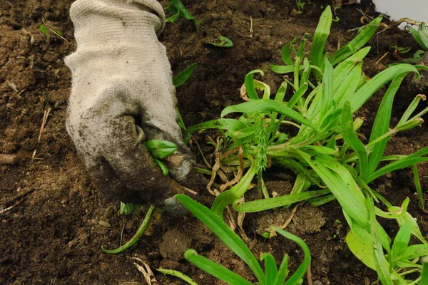 Imagem de mãos masculinas transplantando planta jovem — Fotografia de Stock