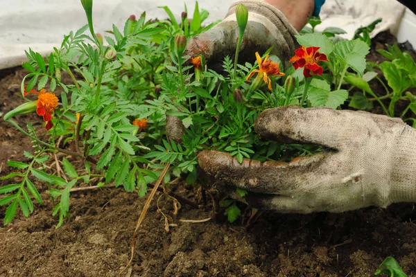 Imagem de mãos masculinas transplantando planta jovem — Fotografia de Stock