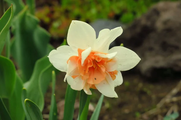 Photo de narcisse de fleurs blanches. Contexte narcisse de jonquille aux bourgeons jaunes et aux feuilles vertes . — Photo