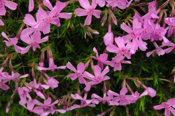 Foco suave e seletivo do Cosmos rosa, flor embaçada para fundo, plantas coloridas — Fotografia de Stock