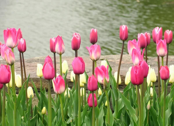 Printemps floraison des tulipes roses vue. Tulipes au printemps floraison jardin. Fleurs de tulipes roses en fleurs au printemps. Printemps fleur rose tulipes vue — Photo