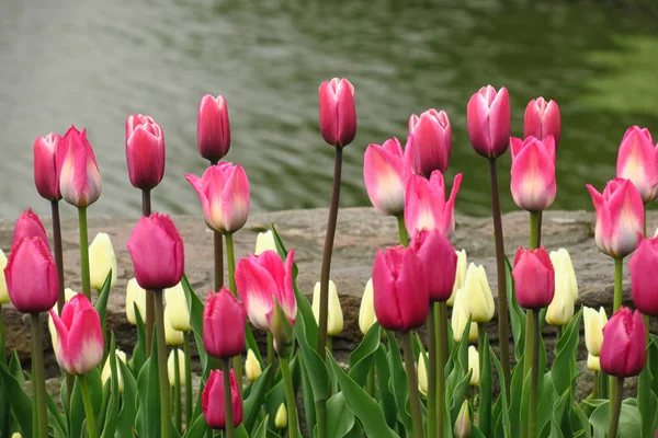 Spring blooming pink tulips view. Tulips in spring blooming garden. Blooming pink tulip flowers in springtime. Spring bloom pink tulips view