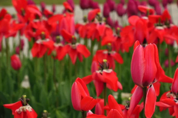 Terrain de tulipes rouges aux Pays-Bas. Des champs de tulipes rouges. Vue des tulipes rouges. Champs de tulipes rouges en Hollande — Photo