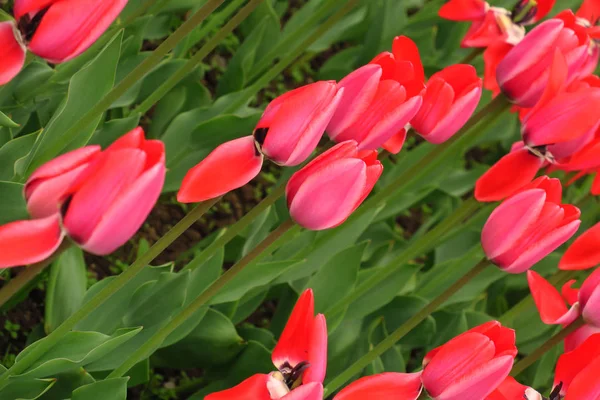 Terrain de tulipes rouges aux Pays-Bas. Des champs de tulipes rouges. Vue des tulipes rouges. Champs de tulipes rouges en Hollande — Photo