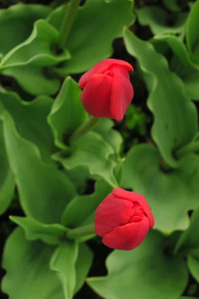 Piros tulipán mező Hollandiában. Vörös tulipán mezők. Vörös tulipán kilátás. Vörös tulipán mezők Hollandiában — Stock Fotó