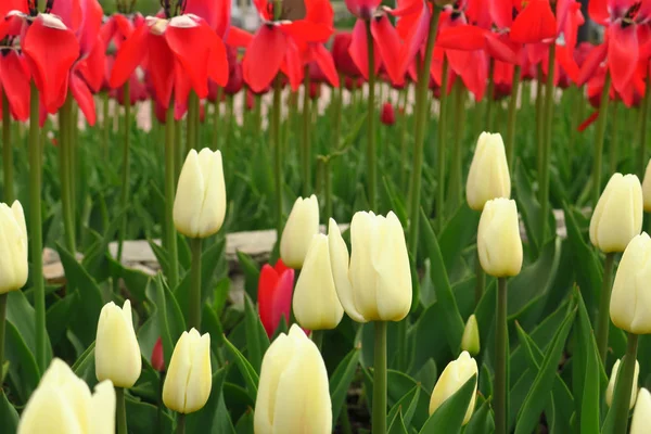 Fleur de tulipe avec fond de feuille verte dans le champ de tulipes au jour d'hiver ou de printemps pour la décoration de beauté de carte postale et la conception de concept d'agriculture. — Photo