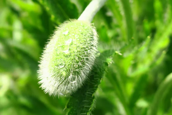Όμορφα πράσινα μπουμπούκια παπαρούνας με επιλεκτική εστίαση στο θολό φόντο άνοιξη. — Φωτογραφία Αρχείου