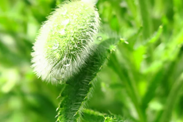 Beautiful green poppy buds with selective focus on blurred spring background. — Stock Photo, Image