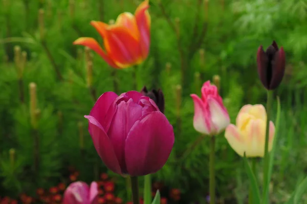 Des bourgeons de tulipes roses avec des feuilles vertes fraîches dans des lumières douces à fond flou avec place pour votre texte. La tulipe Hollands fleurit dans une orangerie au printemps . — Photo