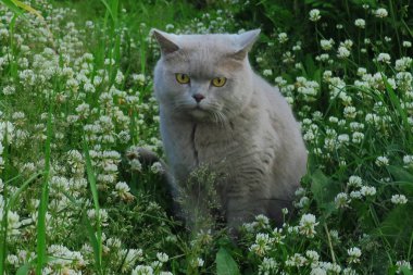 İngiliz shorthair kedi bahçede çim üzerinde avcılık