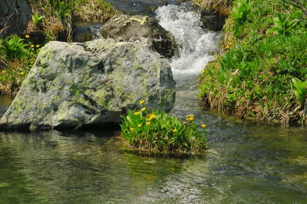 Floresta rio fluxo de água lentamente. Rochas de riacho musgosas. Floresta musgosa vista para o rio . — Fotografia de Stock