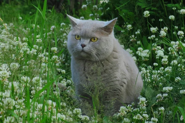 British shorthair cat hunting on the grass in the garden