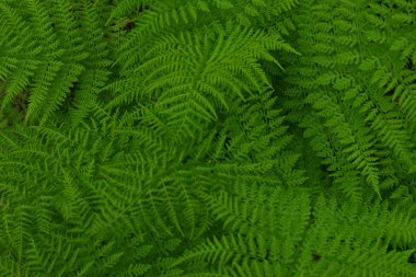 Güzel eğreltiotu yaprakları yeşil yapraklar doğal çiçek eğreltiotu arka planı