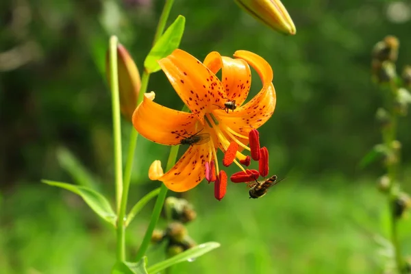 Martagon eller Turk mössa Lily, Lilium Martagon på en naturligt suddig bakgrund i skogen — Stockfoto