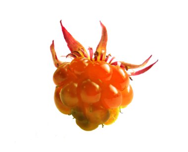 Tek bir cloudberry Rubus Chamaemorus beyaz backround izole