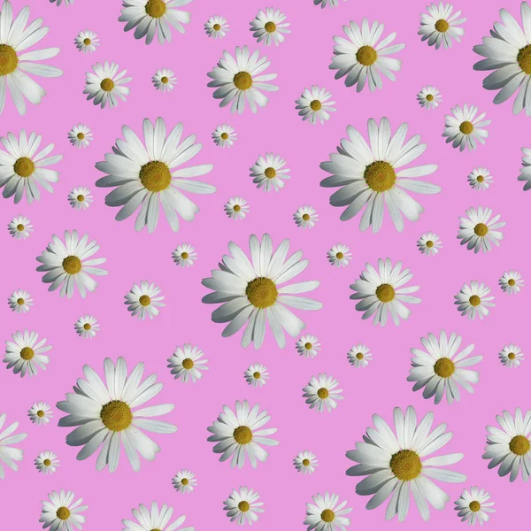 Daisy pattern. Top view. Flat lay. Floral pattern of white chamomile flowers on pink background.