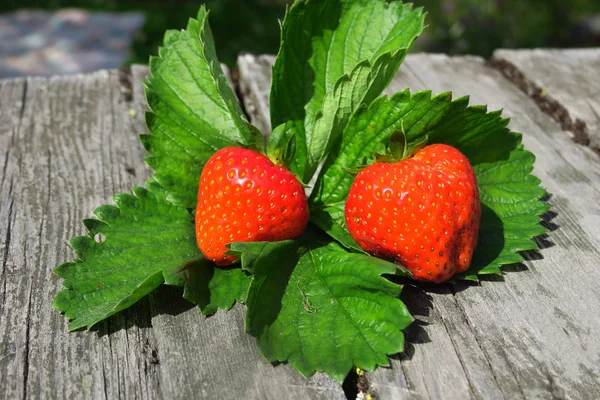 Fresh strawberries on outside table with summer foliage in background. — Stock Photo, Image