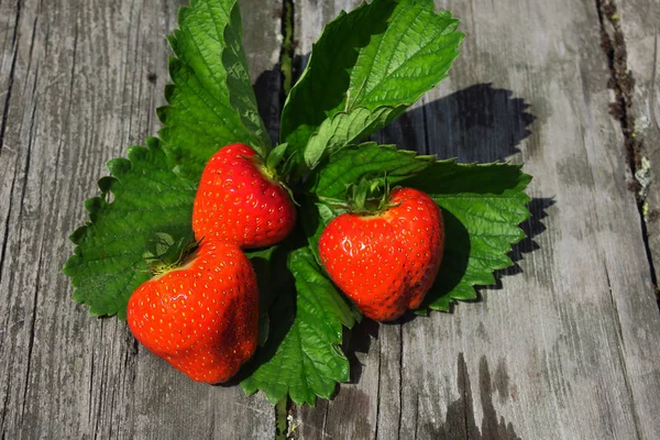 Sunlit fresh strawberries on outside table with summer foliage in background. — Stock Photo, Image