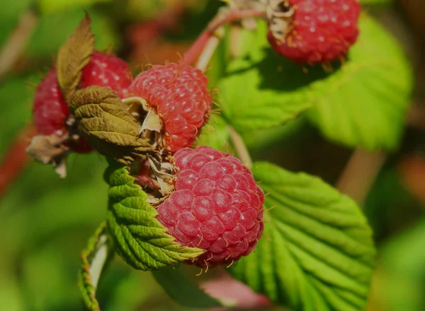 Ripe branch of raspberry on bush in garden — Stock Photo, Image