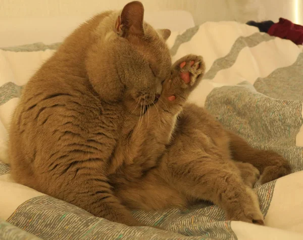 Retrato de um gato britânico cinza mentiras e lavagens. Azul britânico Shorthair gato lambe a língua . — Fotografia de Stock