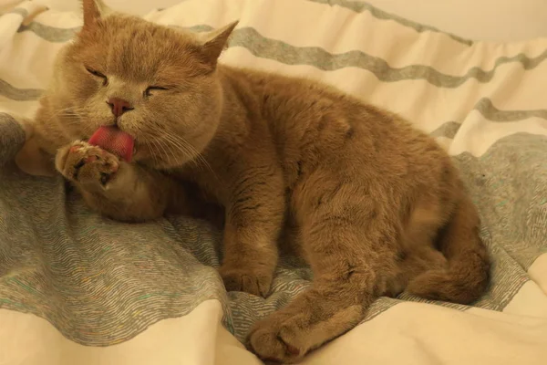 Retrato de um gato britânico cinza mentiras e lavagens. Azul britânico Shorthair gato lambe a língua . — Fotografia de Stock