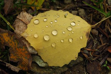 Sonbahar ormanında sarı yaprağın üzerindeki çiy damlacıkları,