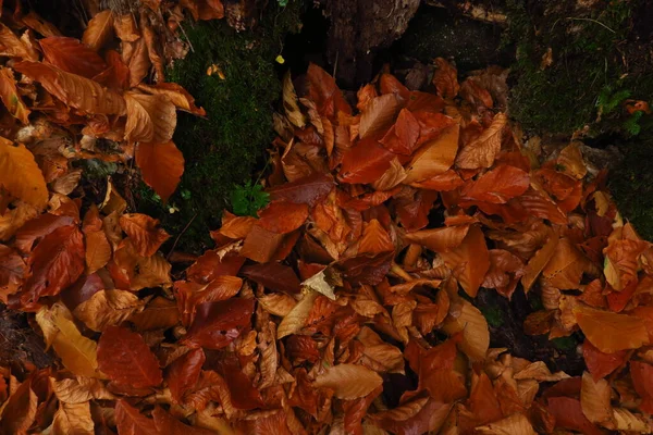 Abstrakter Hintergrund der Herbstblätter. Herbstlicher Hintergrund. Blätter mit Moos — Stockfoto