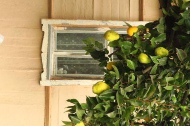 Büyükannenin evinin yanındaki dalda yapraklı yeşil armutlar var.