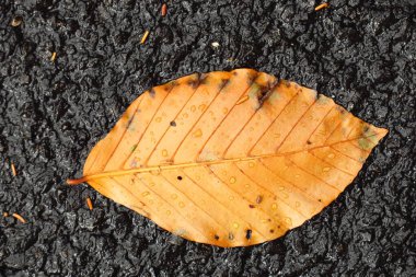Kayın ağacı yaprağı siyah asfaltta izole edilmiş.