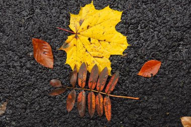 Sonbahar yaprakları koleksiyonu