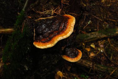 Turkey tail mushrooms on a tree in the forest. Mushrooms in a meadow. Health benefiting mushrooms growing on wood.