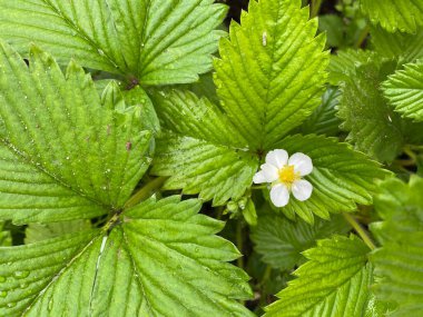 Sebze bahçesinde genç çilek çalıları olan yataklar. Yaz bahçesi. Beyaz çiçekler